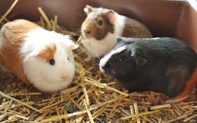 image for March is Adopt a Guinea Pig Month!